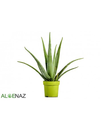Aloe Vera Fidesi Saksılı