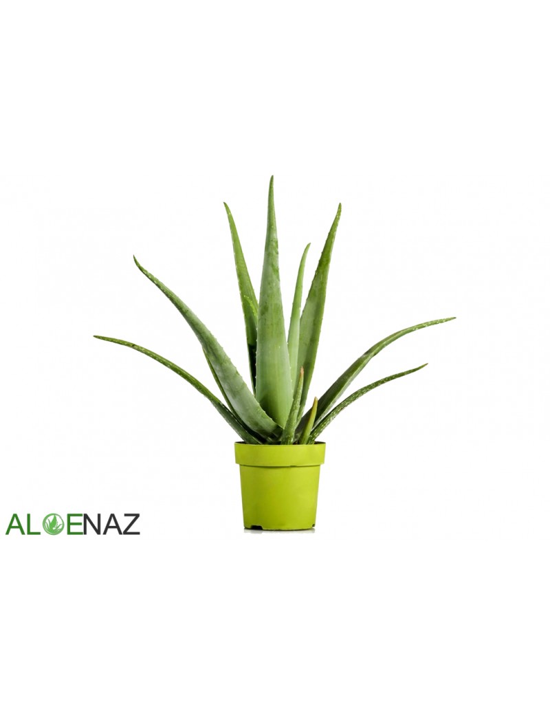 Aloe Vera Fidesi TIBBİ SARI SABIR (SAKSISIZ)
